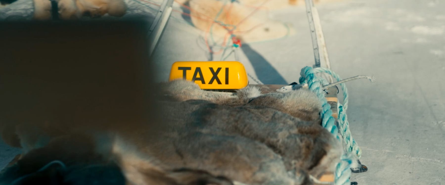 Dogsledding taxi greenland